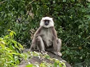 Chamba se heilige langour (Semnopithecus ajax), 3 of 3