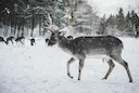 Wild im Schnee: Mythen und Fakten

Erfahren Sie die Wahrheit über Wild im Winter. Fakten zu Kälte, Fütterung und Stress bei Rehwild und Rotwild. Wichtige Infos für Jäger 