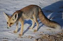 Rüppell se vos (Rüppell-vos) Rüppell se vos (Rüppell-vos)