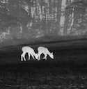 Thermal Imaging Transforms Deer Control in Australia’s Bush Capital

Rabbits may be the first invasive species people associate with Canberra, but feral deer have quietly