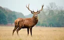 Caza en Coahuila: La Guía Definitiva para Cazadores con Especies, Temporadas, Regulaciones y Consejos Prácticos en México

Coahuila, situado en el norte de México, es un 