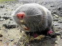 Sandblinde molrot