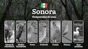 Temporadas y períodos de caza en Sonora: Periodos Legales, Comportamiento de la Fauna y Requisitos para Cazadores

Sonora, uno de los estados más ricos en biodiversidad d