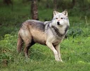 Michigan Wolf Hunting Bill 2026: HB 6008 Aims to Restore Balance in Upper Peninsula
State Rep. Dave Prestin (R-Cedar River) has introduced House Bill 6008, legislation t Michigan Wolf Hunting Bill 2026: HB 6008 Aims to Restore Balance in Upper Peninsula
State Rep. Dave Prestin (R-Cedar River) has introduced House Bill 6008, legislation t