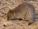 Kortstert-wallaby (Setonix brachyurus), 2 of 3