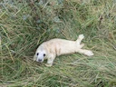 Grysseehond (Halichoerus grypus), 10 of 12