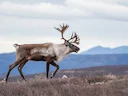 Reënbeer (Rangifer tarandus), 7 of 10