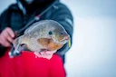 Vermont Fishing Regulations 2026 & Summer Fishing Reports: What Hunters and Anglers Need to Know
If you’re spending your summer chasing trout in the Green Mountain State,