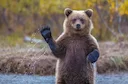 Охотник собрался на охоту в тайгу, местности не знает, берёт с собой проводника из местных. Идут они по тайге — проводник спереди, прорубает проход в зарослях топором с д