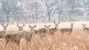MassWildlife Proposes Major Deer Hunting Regulation Changes, Seeks Public Input at Virtual Hearings

WESTBOROUGH, Mass. — The Massachusetts Division of Fisheries and Wild