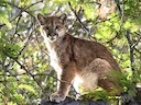 Bergleeu (Puma concolor), 4 of 14