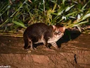 Vlakkat (Prionailurus planiceps), 1 of 3