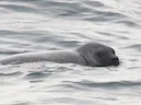 Ringfoek (Pusa hispida), 4 of 13