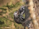 Europese gly-ekhoring (Pteromys volans), 4 of 5