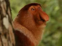 Proboscis Monkey (Nasalis larvatus), 4 of 7