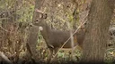 Minnesota deer hunting: Fewer deer harvested in first 9 days 

MINNEAPOLIS (FOX 9) - Minnesota's hunters have harvested fewer deer during the first nine days of the firea