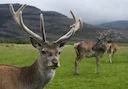 RED DEER

The majestic Red Deer is the king of the French forests. An emblematical animal in Europe and mythical through Saint Hubertus’s legend, the hunters’ Patron Sain