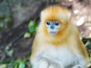 Goudsnubbe-aap (Rhinopithecus roxellana), 4 of 6