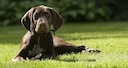 Hunting dogs including the Labrador Retriever, Golden Retriever and English Cocker Spaniel are popular working companions. 

But they are also very common pets.

There ar