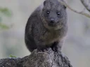 Ooslike boomhyraks