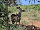 Groot koesoe (Tragelaphus strepsiceros), 2 of 8