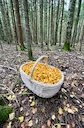 Cantharellus cibarius —conocido comúnmente como rebozuelo, anacate o chantarela— es un hongo basidiomiceto de la familia Cantharellaceae. Su seta es comestible, y se pued