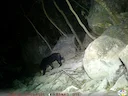 Aseiese swartbeer (Ursus thibetanus), 6 of 8