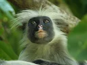 Zanzibar-rooi kolobus (Piliocolobus kirkii), 6 of 6