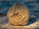 Suidelike driehorings-armadillo (Tolypeutes matacus), 3 of 3