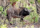 भैंस (अफ्रीकी भैंस) (Syncerus caffer brachyceros), 1 of 5