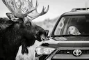 The Funniest Photos in the History of the Wildlife Photographer of the Year Contest.

My selection of 12 funniest photos in the history of the Wildlife Photographer of th