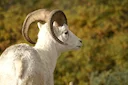 الخروف الدالي (الخروف الجبلي الدالي) (Ovis dalli), 3 of 4