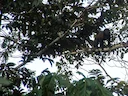 Kruiskapusien (Sapajus robustus), 2 of 3