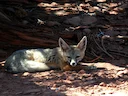 Vinnige jakkals (Vulpes velox), 3 of 3