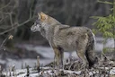 Pelēkais vilks jeb vienkārši vilks ir lielākais suņu dzimtas plēsējs. Pelēkais vilks bija sastopams jau pirms 130 000—300 000 gadiem Latvijas teritoriju tas sāka apdzīvot