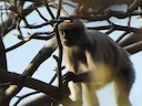Indochinese grys-langur