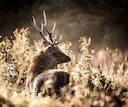 A County Kerry Sika stag at sunrise 

Photograph thanks to Andrea Etter