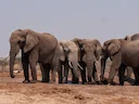 Namibie plánuje odstřel 723 divokých zvířat, včetně 83 slonů. Jejich maso chce rozdat lidem, kteří se kvůli vleklému suchu na jihu Afriky potýkají s nedostatkem potravin. Namibie plánuje odstřel 723 divokých zvířat, včetně 83 slonů. Jejich maso chce rozdat lidem, kteří se kvůli vleklému suchu na jihu Afriky potýkají s nedostatkem potravin.