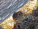 Richardson se kraaglemming (Dicrostonyx richardsoni), 5 of 5