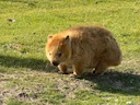 Kaalkaak-wombat (Vombatus ursinus), 6 of 6