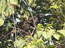 Swart-hand-tamarijn (Saguinus niger), 1 of 5