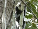Geoffroy se kroesmarmoset (Callithrix geoffroyi), 1 of 5