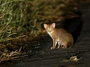 Roesgevlekte kat (Prionailurus rubiginosus), 3 of 3