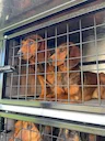 Voilà les chiens ont trouvé leur place dans l allier 03 dans leur nouvelle Caisse a chiens Sébastien Dournes
Merci pour ces belles photos 👍🐗 Voilà les chiens ont trouvé leur place dans l allier 03 dans leur nouvelle Caisse a chiens Sébastien Dournes
Merci pour ces belles photos 👍🐗