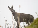 Himalayamuskushert (Moschus leucogaster), 2 of 5