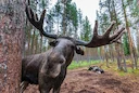 Elg er en slægt af artiodactyl pattedyr, de største repræsentanter for hjortefamilien. Indeholder 2 arter: europæisk elg og amerikansk elg, som har forskelligt antal krom Elg er en slægt af artiodactyl pattedyr, de største repræsentanter for hjortefamilien. Indeholder 2 arter: europæisk elg og amerikansk elg, som har forskelligt antal krom