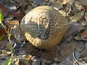 Drieband-armadillo (Tolypeutes tricinctus), 4 of 6