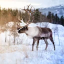 Kariboe (Rendier) (Rangifer tarandus caribou), 1 of 4