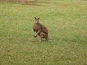 Beweglike wallaby Beweglike wallaby