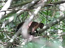 Bruin kapusien (Sapajus apella), 4 of 4